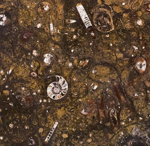 Brown fossil